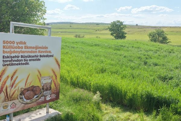 Eskişehir'de 5 bin yıllık Kavılca Buğdayı yeniden başak verdi