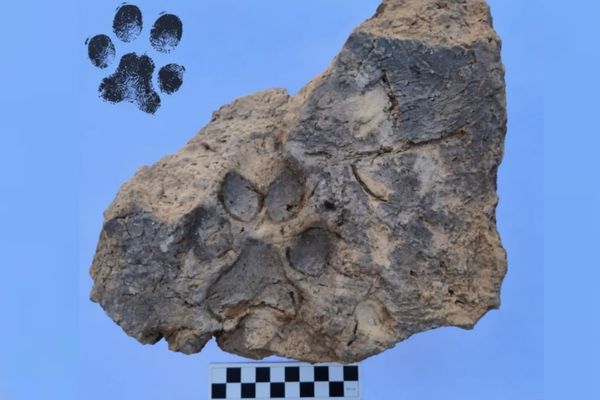 Tavşanlı Höyük’te 4 bin yıllık pati izleri bulundu