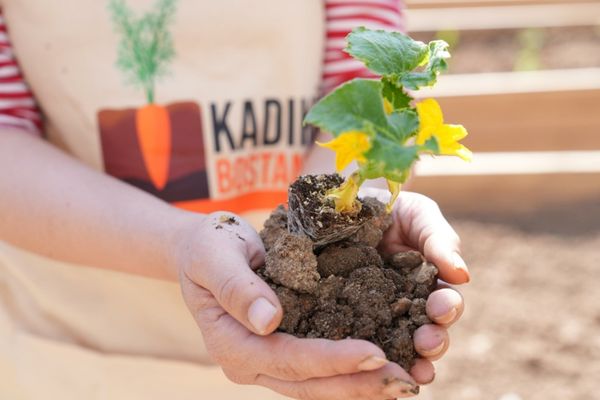 Kadıköy Bostanları'nda ilk fideler toprakla buluştu