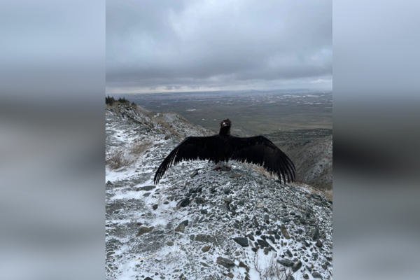 Eskişehir'de tedavi edilen şahin ve kara akbaba doğaya salındı