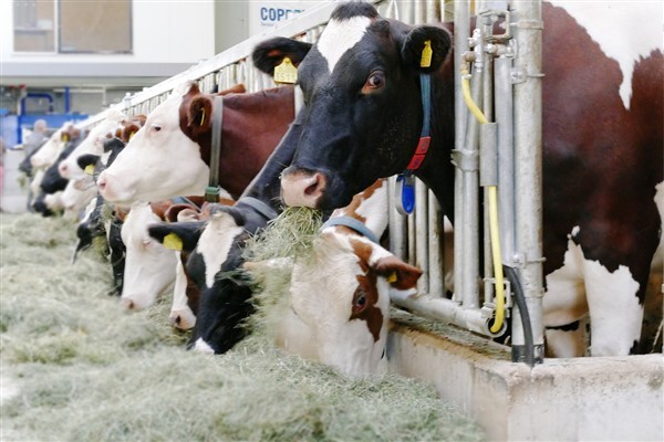 TÜİK- Ticari süt işletmelerince 987 bin 634 ton inek sütü toplandı