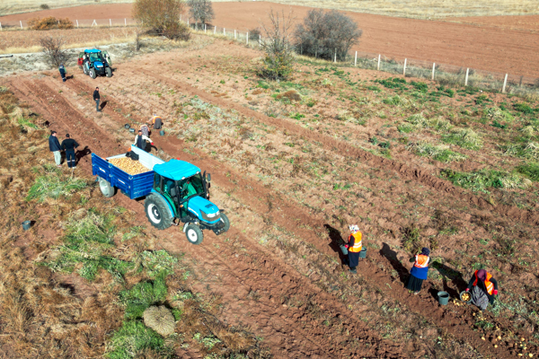 Çankırı'da patates hasadı yapıldı
