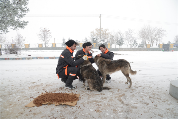 Diyarbakır'da sokak hayvanları için 50 noktaya mama bırakıldı