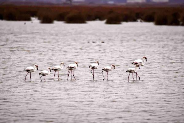 Kızılırmak Deltası’nda Flamingolar görsel şölen oluşturuyor