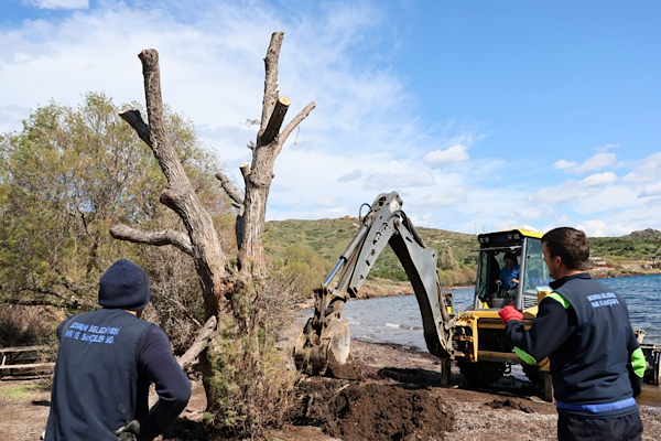 Bodrum’da fırtınada devrilen ağaçlar yeniden dikiliyor