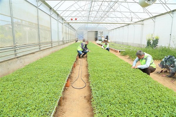 Büyükşehir, 6 yılda 4 milyon 580 bin sebze fidesini vatandaşlara dağıttı