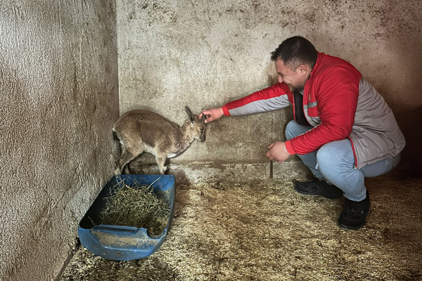 Kumluca'da bitkin halde bulunan yaban keçisini tedavi altına alındı