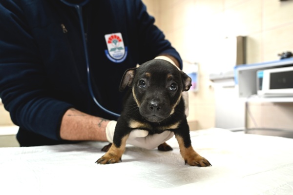 Yalova'da 5 yavru köpeğin tedavi ve bakımı tamamlandı
