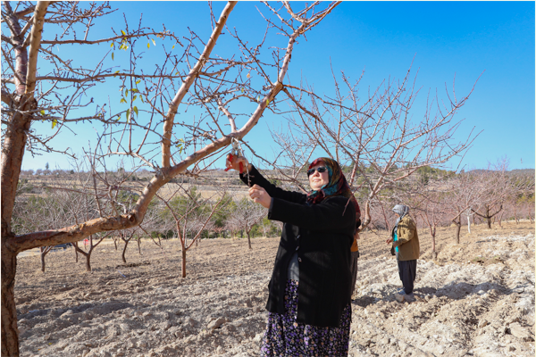 Mersin'de Organik Tarım Sertifikasyon Desteği verildi
