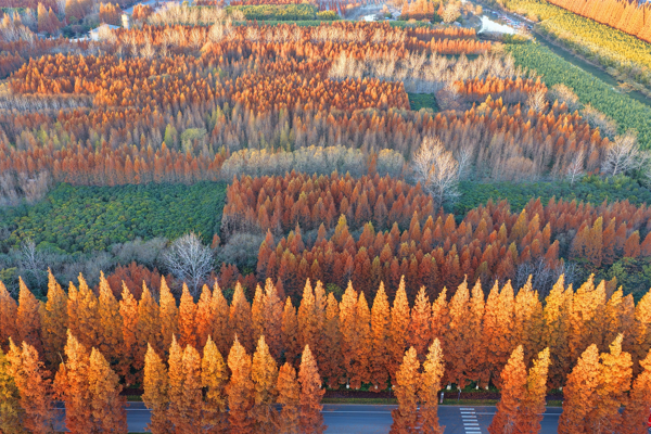 Çin’in orman örtüsü oranı yüzde 25’i geçti