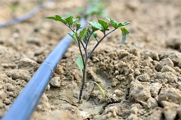 Manisa’da üreticiye yüzde 75 hibeli fide desteği