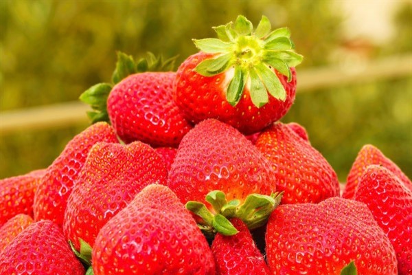 Agroberry Tarım'dan sera alımı