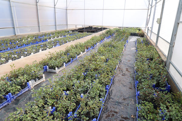 Antalya'da 5 bin keçiboynuzu fidanı üreticilere dağıtılacak