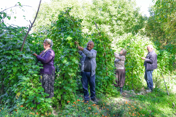 Gülnarlı üreticiler, 'Leklek Fasulyesi' hasadı yaptı