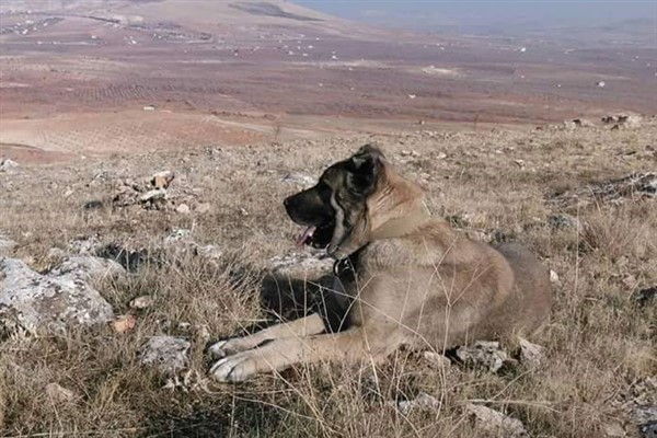 Şanlıurfa Gürehi köpeği, nesli tükenme tehlikesiyle karşı karşıya