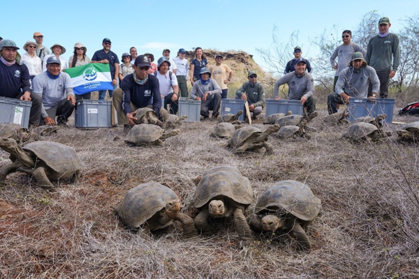 Dev kaplumbağalar NASA rehberliğinde Galapagos'ta vahşi doğaya dönüyor