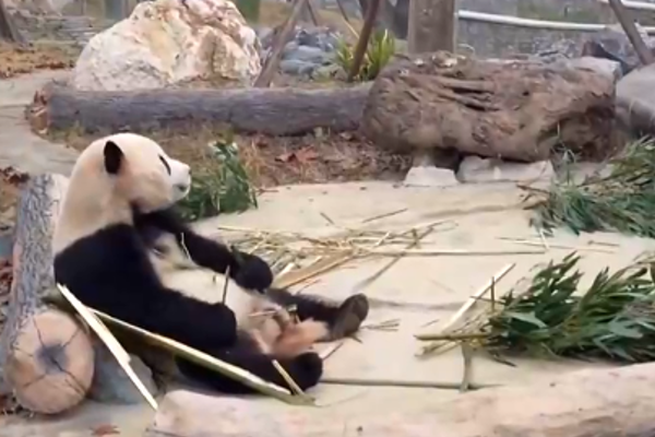 Çin'in yeni ''Dev Panda'' merkezi,  halkın ziyaretine açıldı