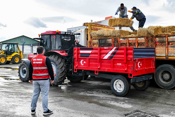 Ankara’da manda yetiştiricilerine kaba yem ve arpa desteği sağlandı