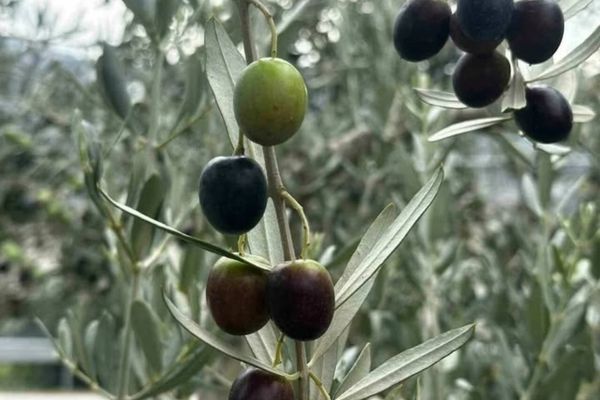 Bursa’da 290 bin ton zeytin rekoltesi bekleniyor