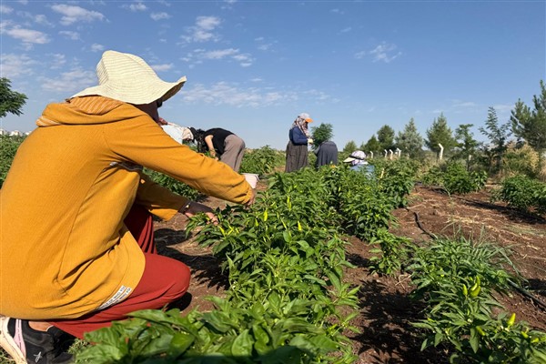 Kayapınar’da Kadın Komün Kent Bostanı’nda ilk hasat yapıldı