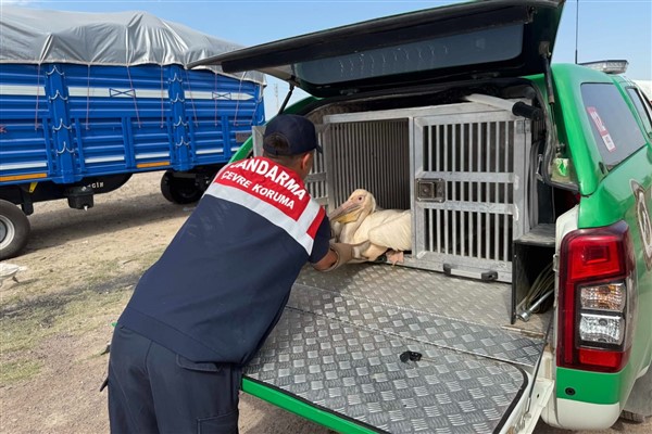 Karaman'da Tepeli Pelikan Kuşu tedavi edildi