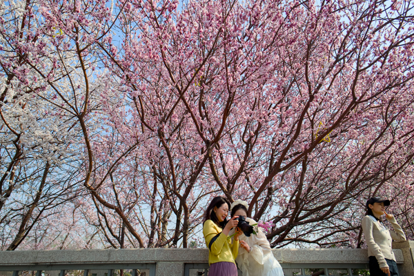 Çin’de ağaçlandırma seferberliği “Güzel Çin” hedefini güçlendiriyor