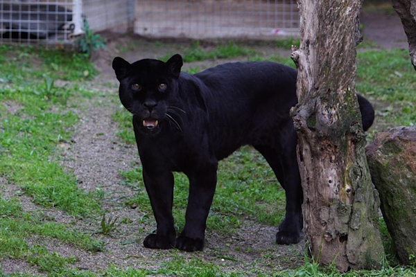 İzmir Doğal Yaşam Parkı’ndaki Jaguar Juliet hayatını kaybetti