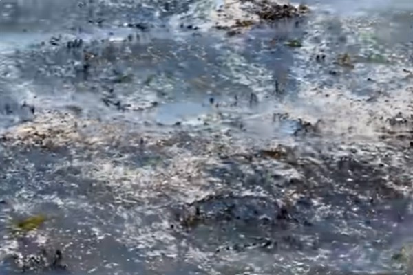 Yeni Zelanda'danın başkentinde lağım atıkları iki haftadır okyanusa akıyor