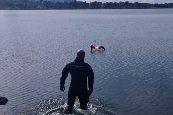 İzmir İtfaiyesi'nden flamingo operasyonu