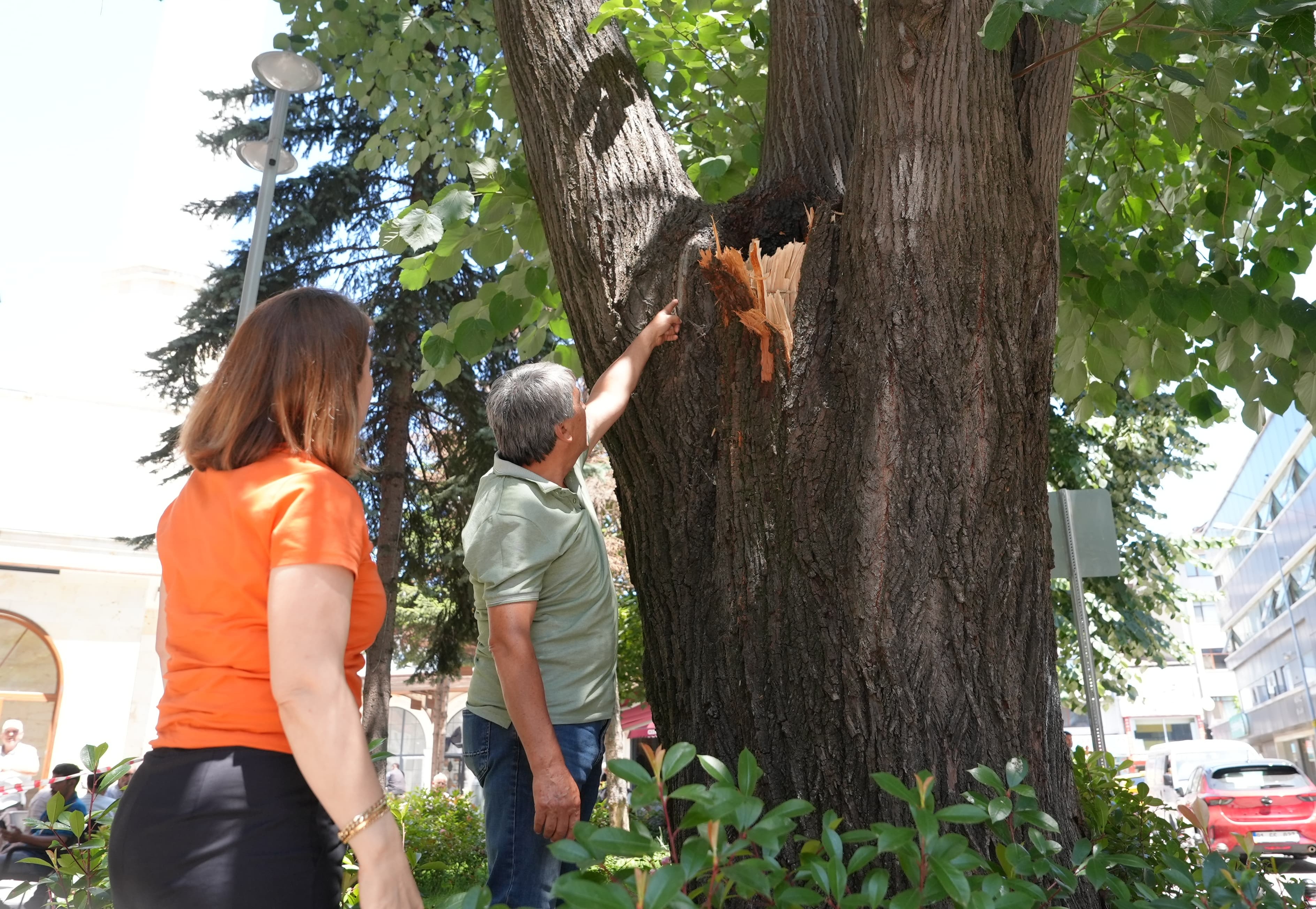 Cedidiye Meydanı'nda tehlikeli bulunan ağaç için kesme kararı alındı