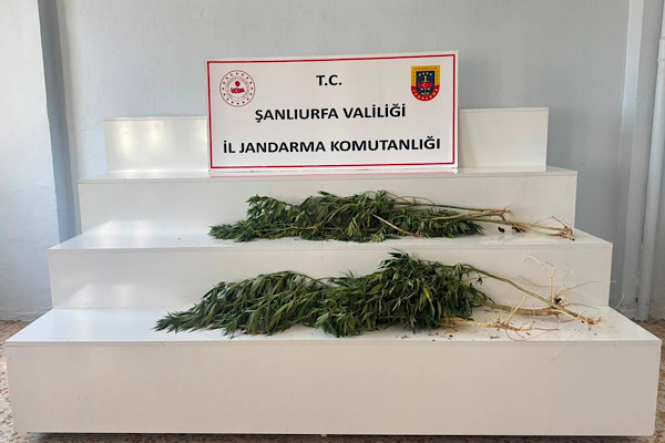 Viranşehir’de kenevir operasyonu