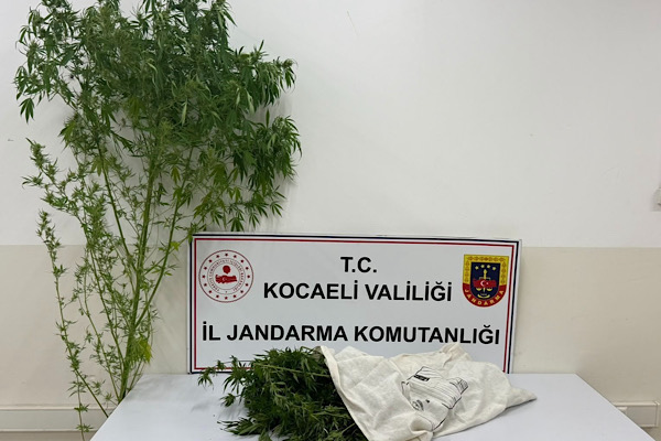 Kocaeli'de bir kök kenevir bitkisi ele geçirildi