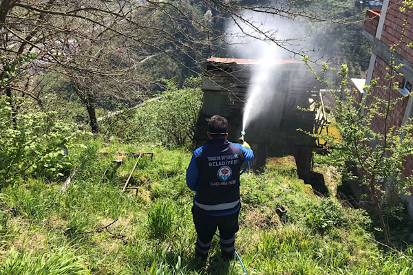 Trabzon'da kahverengi kokarca mücadelesi