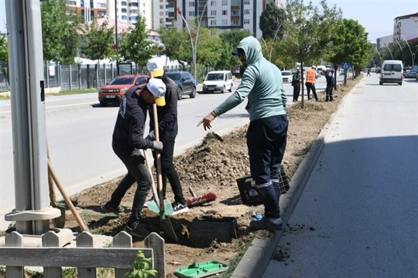 Muş Belediyesi’nden orta refüjlere yeşil dokunuş