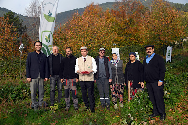 Osmangazi’de organik ahududu hasadı başladı