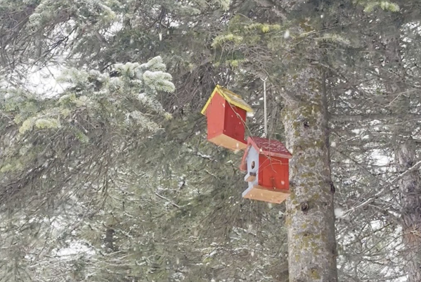 Çorum'da çocuklar doğaya kuş evleri bıraktı