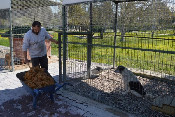 Konyaaltı'nda sokak hayvanları için proje