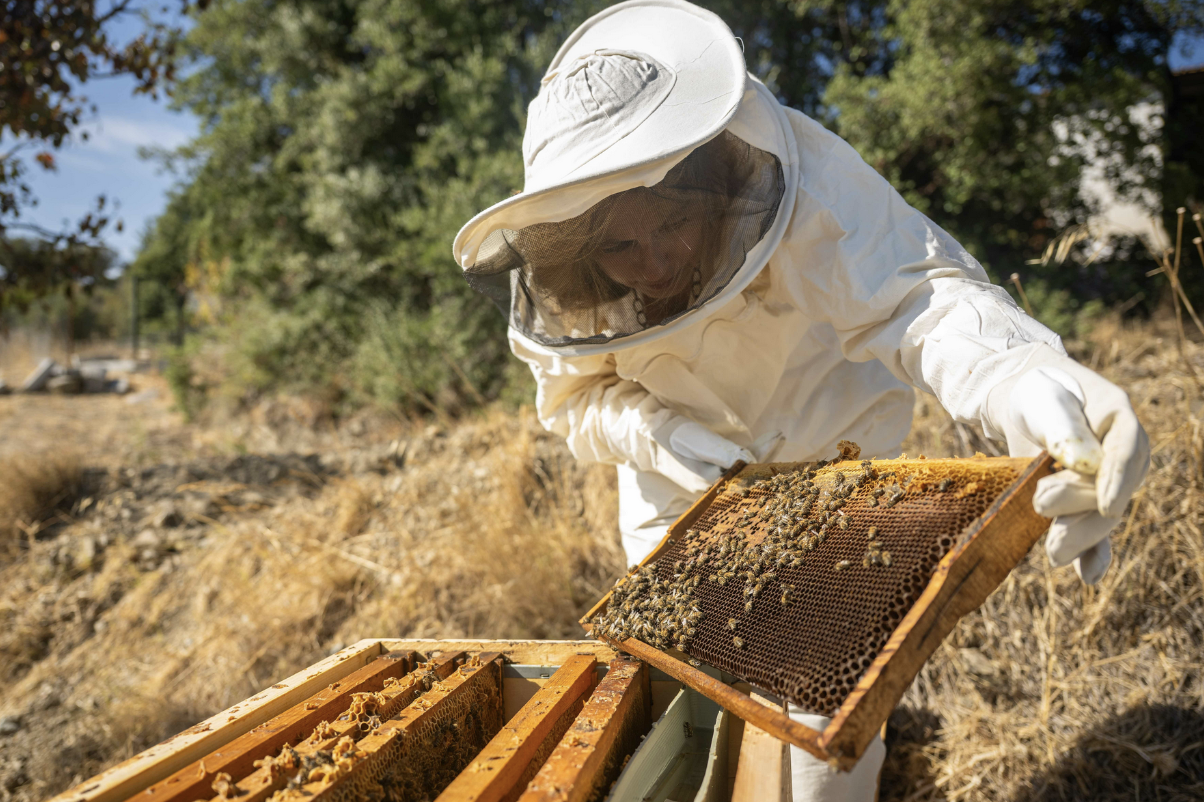 Bornova’da bal hasadı yapıldı