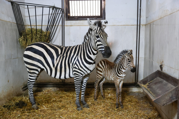 Bursa Hayvanat Bahçesi’nde zebra sayısı 11’e yükseldi 