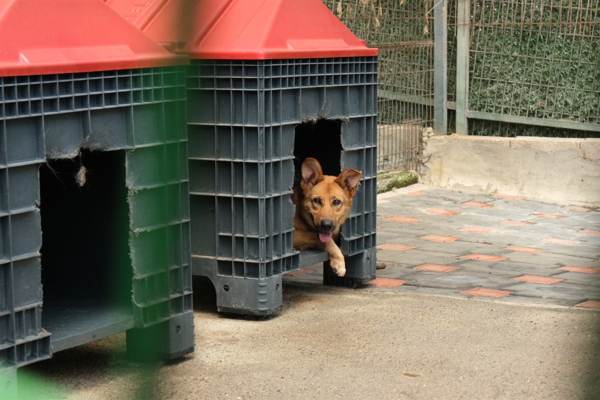 Giresun'da 2025'te 62 kedi ve 138 köpek sahiplendirildi