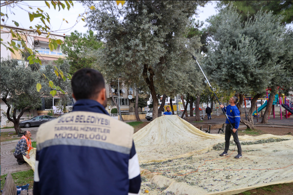 Buca'da zeytin hasadı başladı
