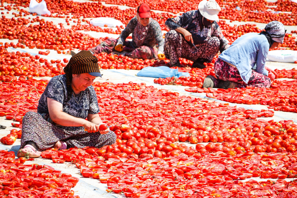 Büyükşehirden kuru domates üretimine saha ziyareti